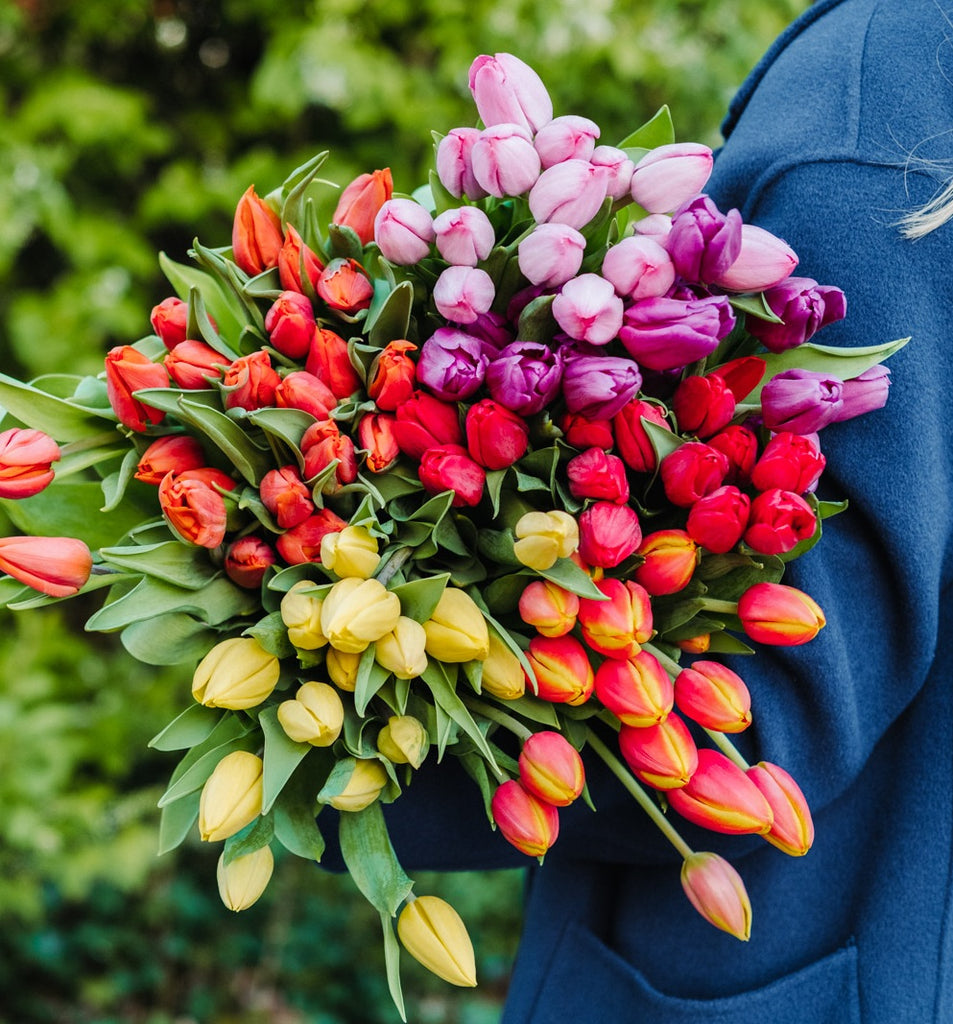 Eickenhofer Tulpen in verschiedenen Farben werden hoch gehalten
