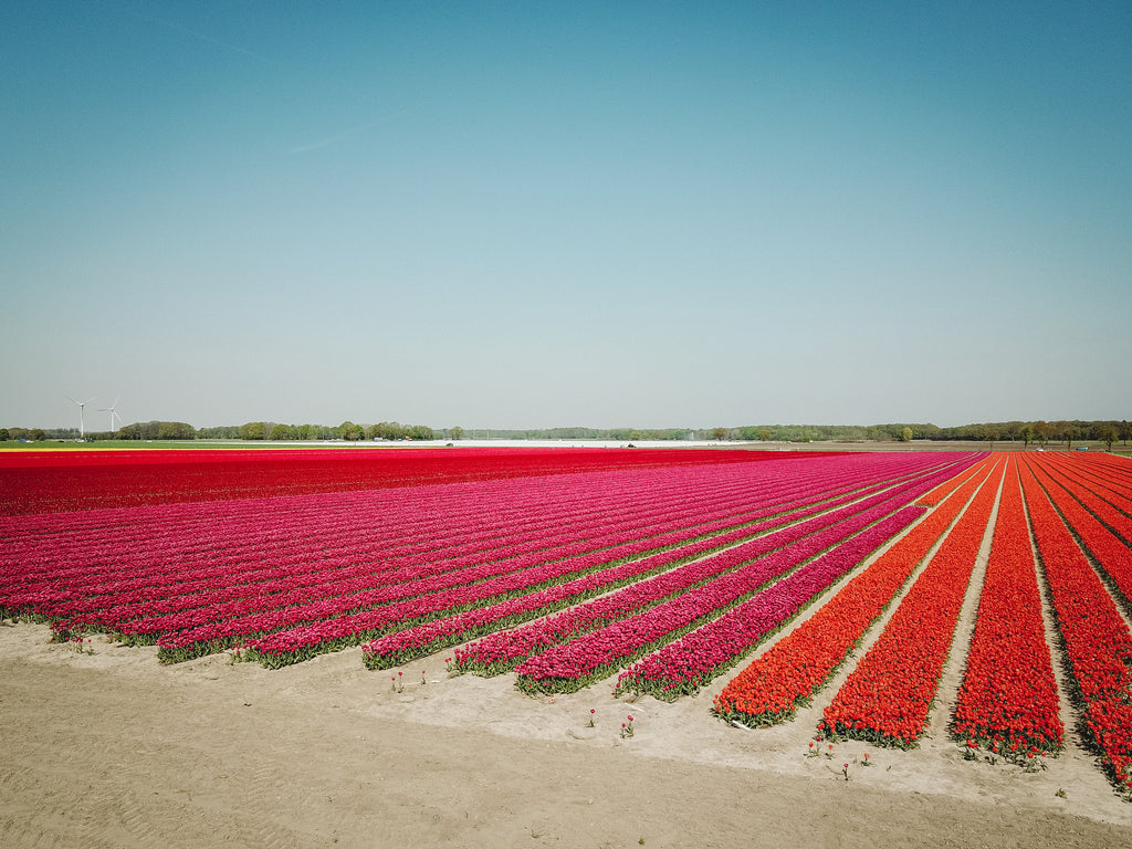 Eickenhofer Tulpenfeld mit verschiedenen Tulpensorten