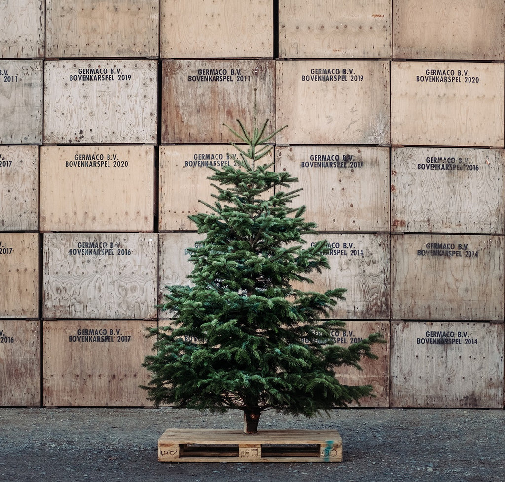 Eickenhofer Weihnachtsbaum steht vor Holzkistenwand