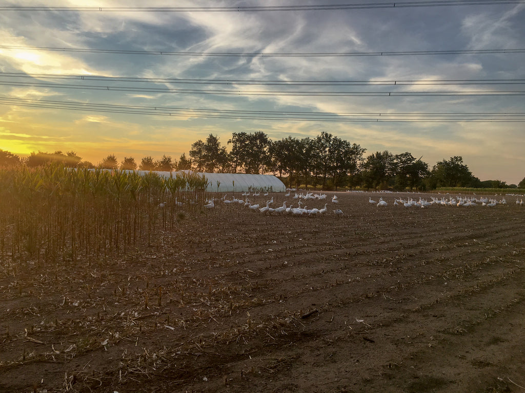 Eickenhofer Gänse laufen im Sonnenuntergang über Maisfeld