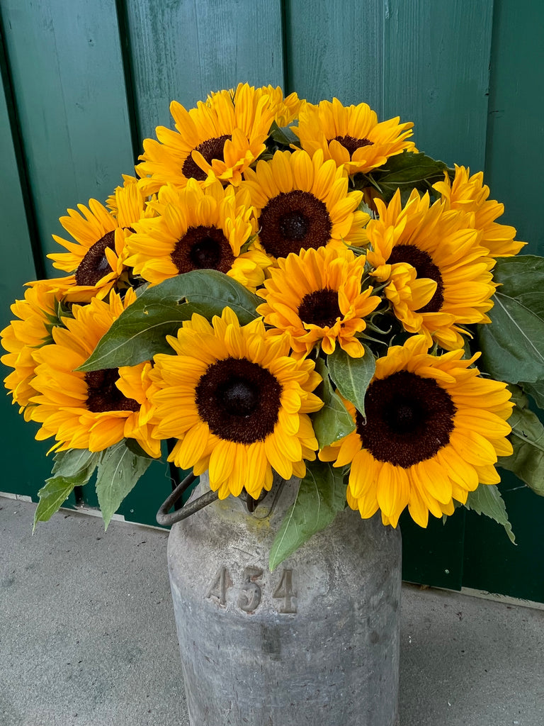 Eickenhofer Sonnenblumen in gelb in einer Blechkanne