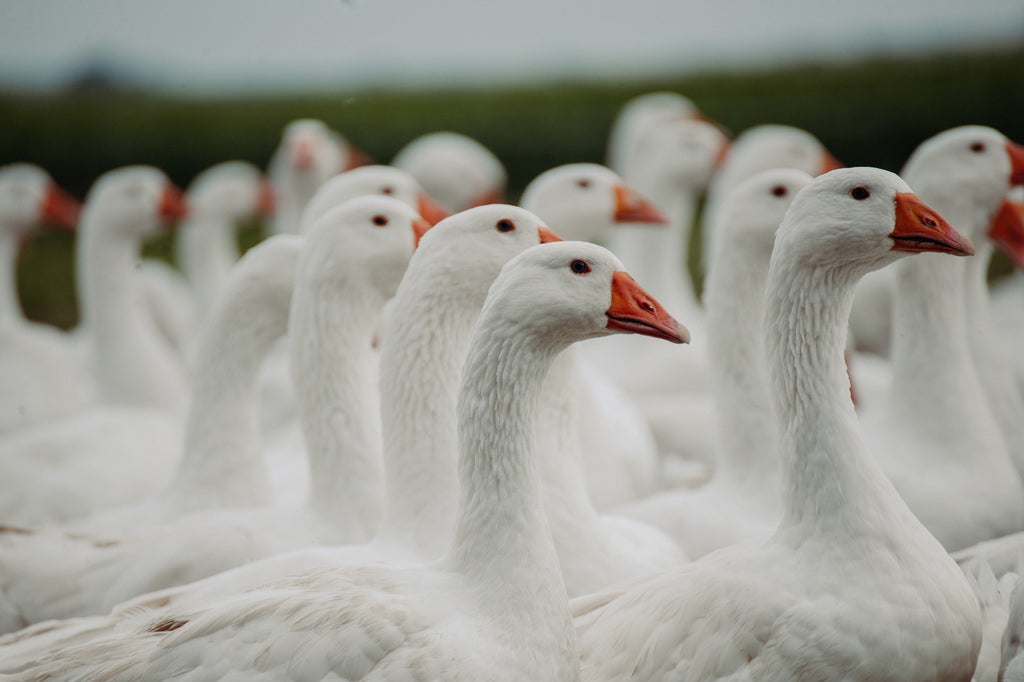 Gruppe von weißen Gänsen läuft nach rechts