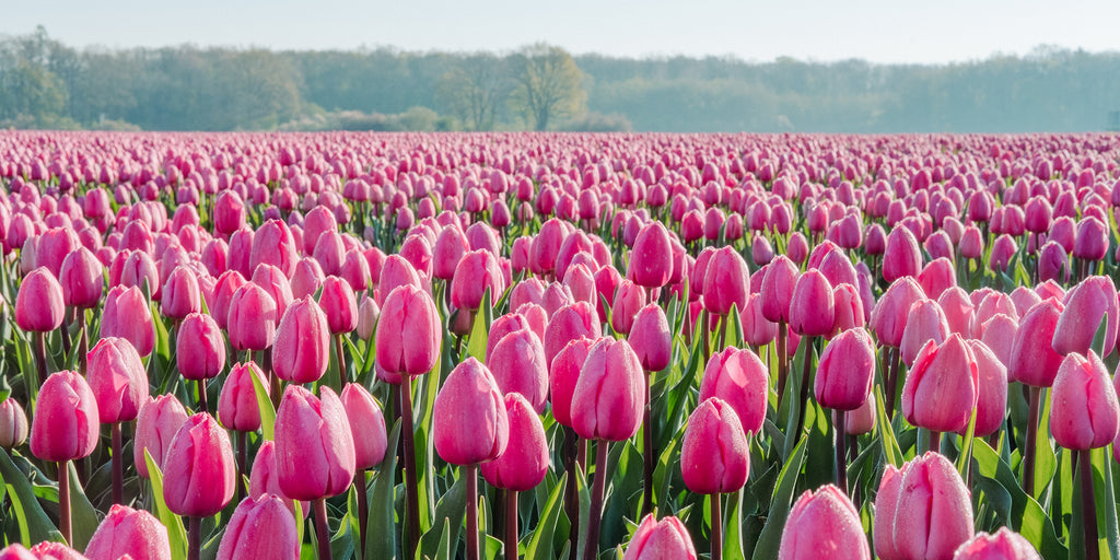 Tulpenfeld