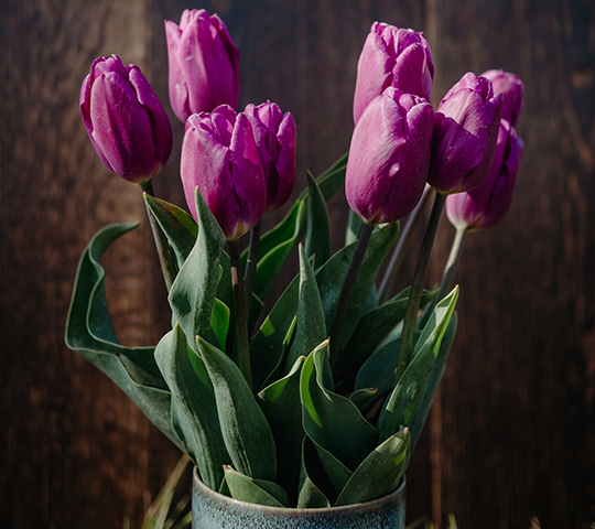 Tulpenzwiebeln aus Braunschweig, Deutschland - regional 